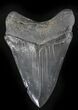 Serrated Megalodon Tooth - Ace Basin, South Carolina #24389-2